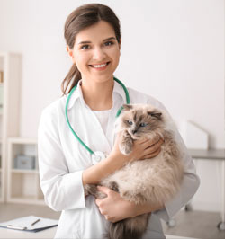 Doctor holding fluffy grey cat