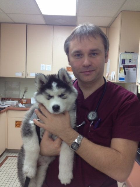 Ivan Yevseyenko, DVM Holding Husky Puppy