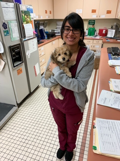 Jocelynn -Veterinary Assistant holding a puppy